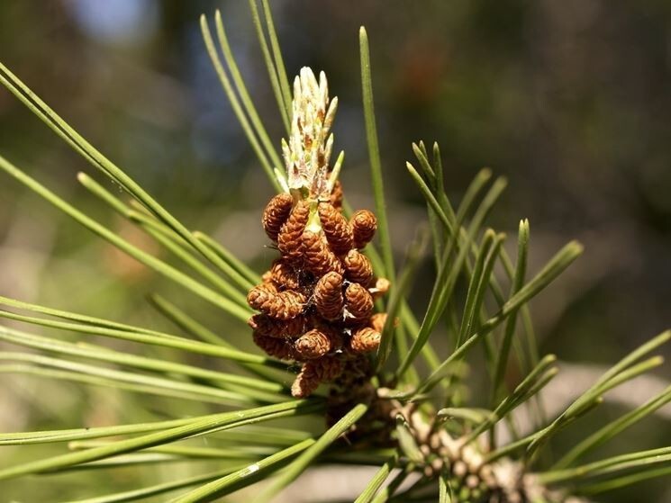N.2 PIANTA DI PINO D' ALEPPO "PINUS HALEPENSIS" IN ALVEOLO (foto reale)
