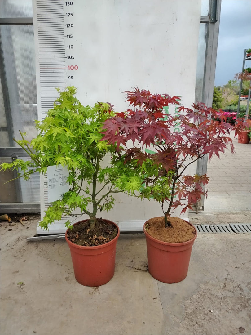 PIANTA DI ACER PALMATUM "ACERO ROSSO" VASO 24 CM ALTEZZA 80/100 CM (FOTO REALI)