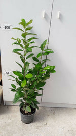Carica immagine nel visualizzatore Galleria, PIANTA DI PRUNUS LAUROCERASUS " LAUROCERASO " V.18 ALTEZZA 60/70 CM