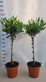 Carica immagine nel visualizzatore Galleria, PIANTA DI ULIVO BONSAI VASO 15 CM ALTEZZA 40/45 CM MINI ALBERELLO ( foto reali)