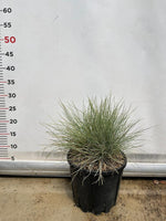 Carica immagine nel visualizzatore Galleria, FESTUCA GLAUCA pianta resistente siccità graminacea