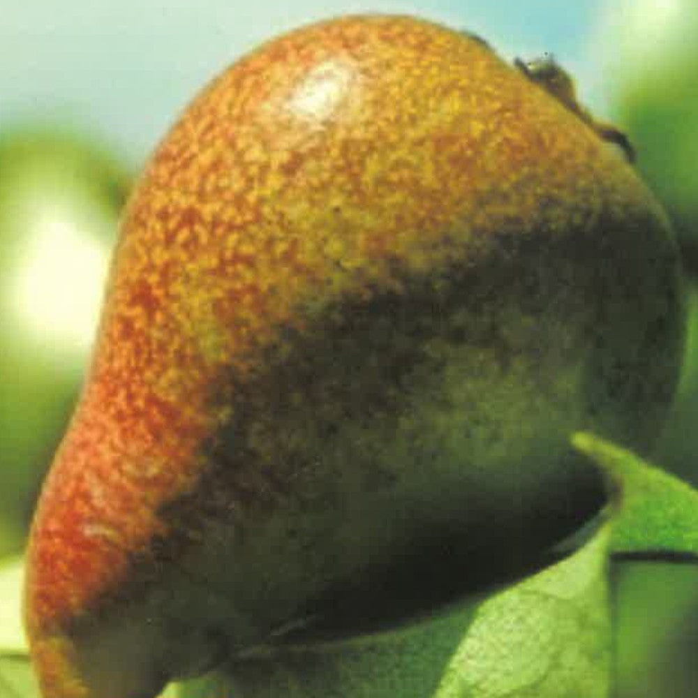 PIANTA DA FRUTTO PERO CANNELLA in vaso 20 età 2/3 anni (foto reali)