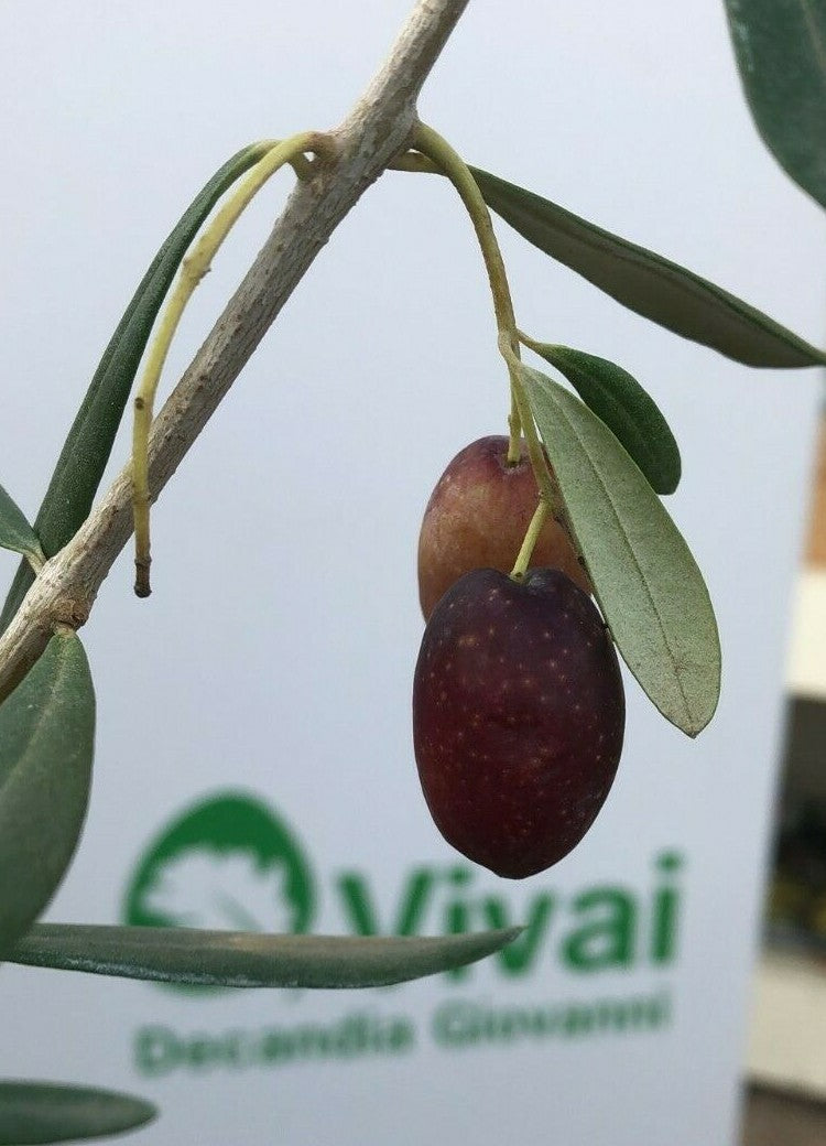 PIANTA DI ULIVO CORATINA anni 2 altezza 170/180 cm in vaso 20 cm