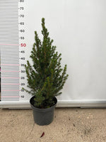 Carica immagine nel visualizzatore Galleria, PIANTA DI PICEA GLAUCA ALBERTIANA CONICA VASO CLT 3 H. 40/50 CM