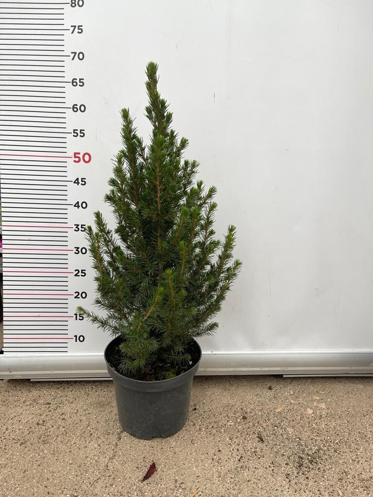 PIANTA DI PICEA GLAUCA ALBERTIANA CONICA VASO CLT 3 H. 40/50 CM