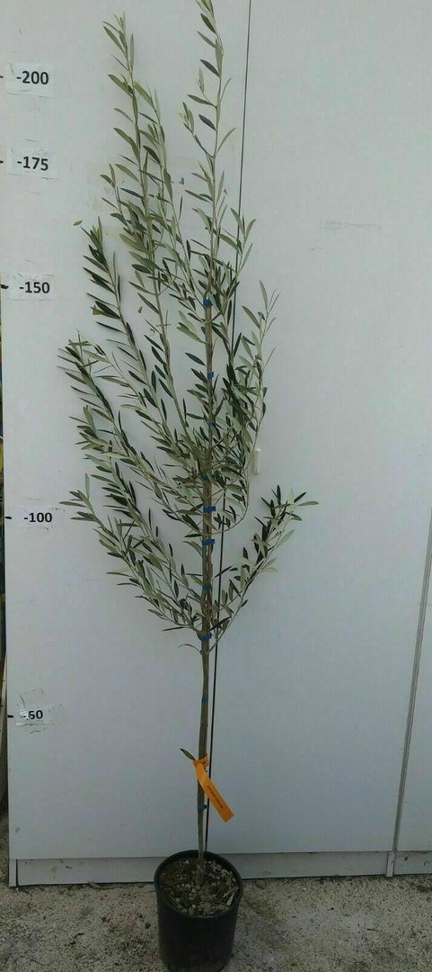 PIANTA DI ULIVO CORREGGIOLO in vaso 20/fitocella - età 2/3 anni