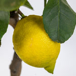 Carica immagine nel visualizzatore Galleria, PIANTA DI LIMONE CARRUBARO in fitocella - età 2/3 anni