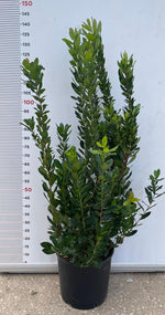 Carica immagine nel visualizzatore Galleria, PIANTA DI CORBEZZOLO CESPUGLIO ARBUTUS UNEDO VASO 35  (foto reale)
