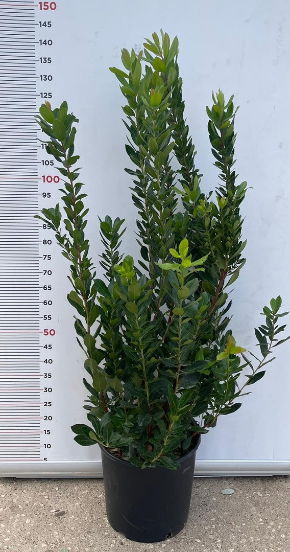 PIANTA DI CORBEZZOLO CESPUGLIO ARBUTUS UNEDO VASO 35  (foto reale)