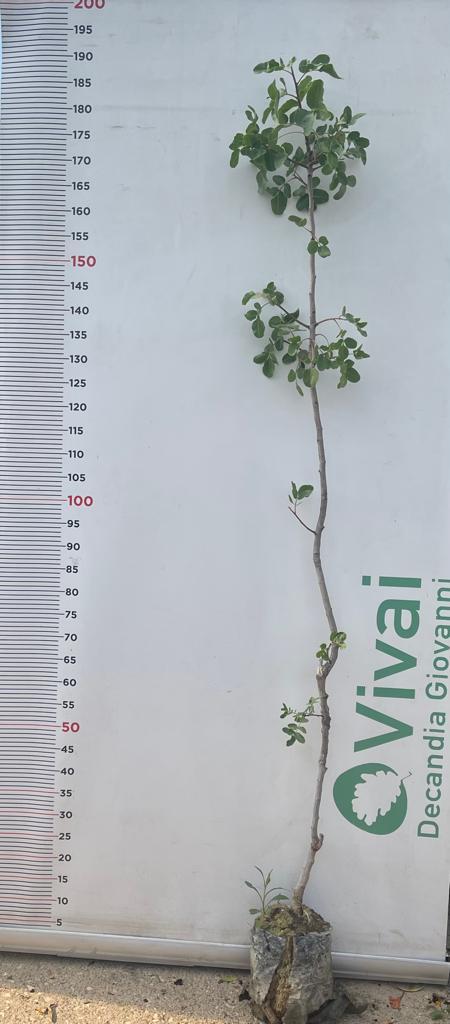 3 Piante di Pistacchio AEGINA (2 Femmina + 1 Maschio) Innesto 4 Anni – Fitocella