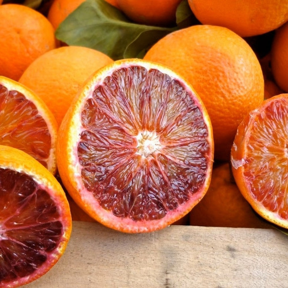 PIANTA DI ARANCIO SANGUINELLO in fitocella - età 2/3 anni