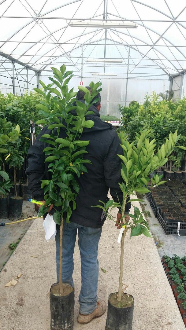 PIANTA DI LIMONE DI SORRENTO/SFUSATO AMALFITANO in fitocella - età 2/3 anni