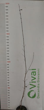 Carica immagine nel visualizzatore Galleria, PIANTA DI CORNUS MAS - CORNIOLO  IN VASO CM 18 (foto reali)