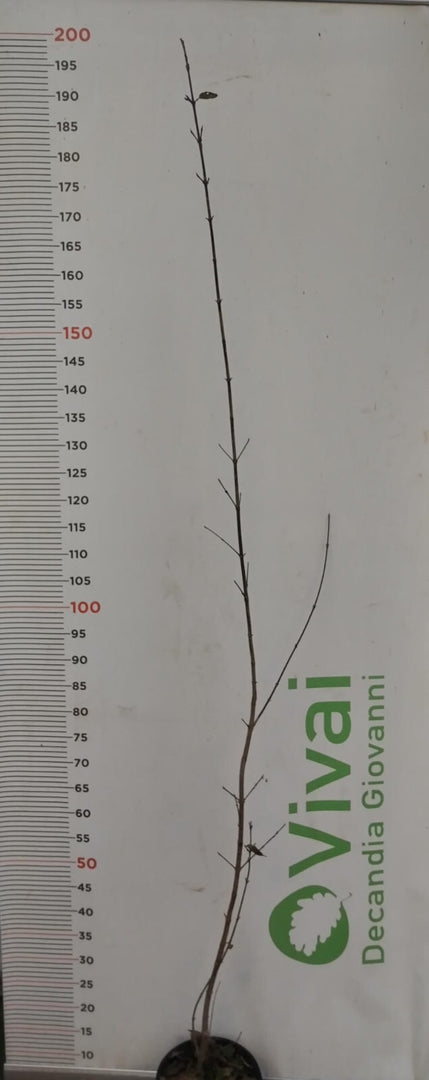 PIANTA DI CORNUS MAS - CORNIOLO  IN VASO CM 18 (foto reali)