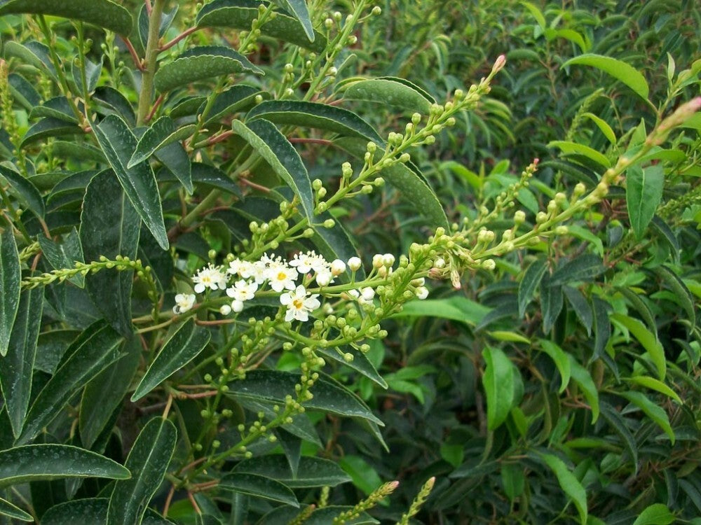 PIANTA DI PRUNUS LUSITANICA ANGUSTIFOLIA in vaso clt 15 (FOTO REALE)