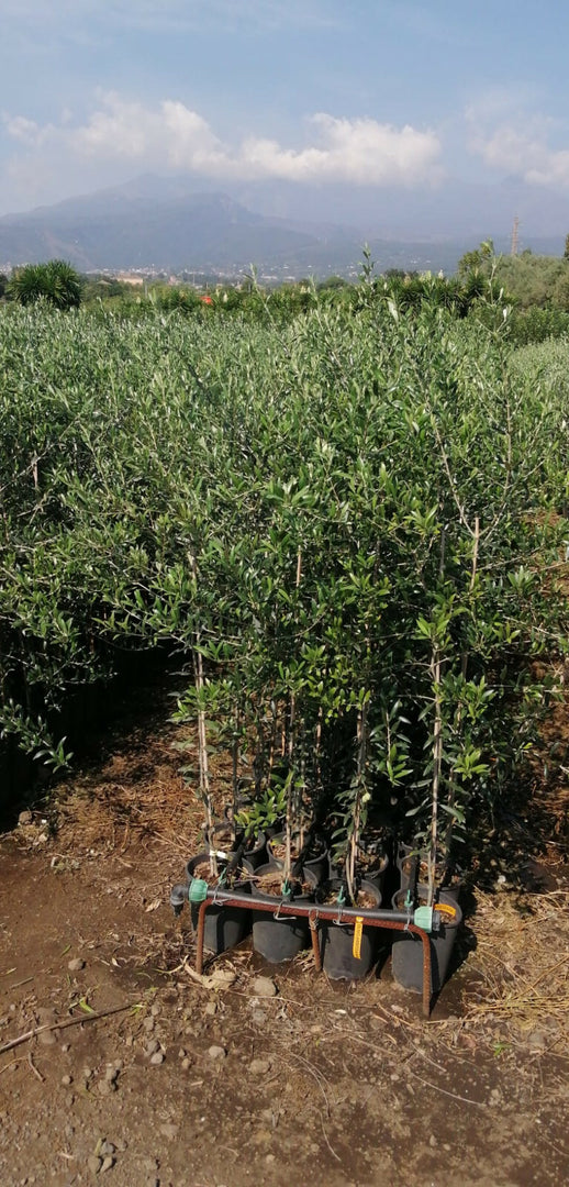 PIANTA DI ULIVO CIMA DI MELFI in vaso 24 - età 3/4 anni (foto reali)