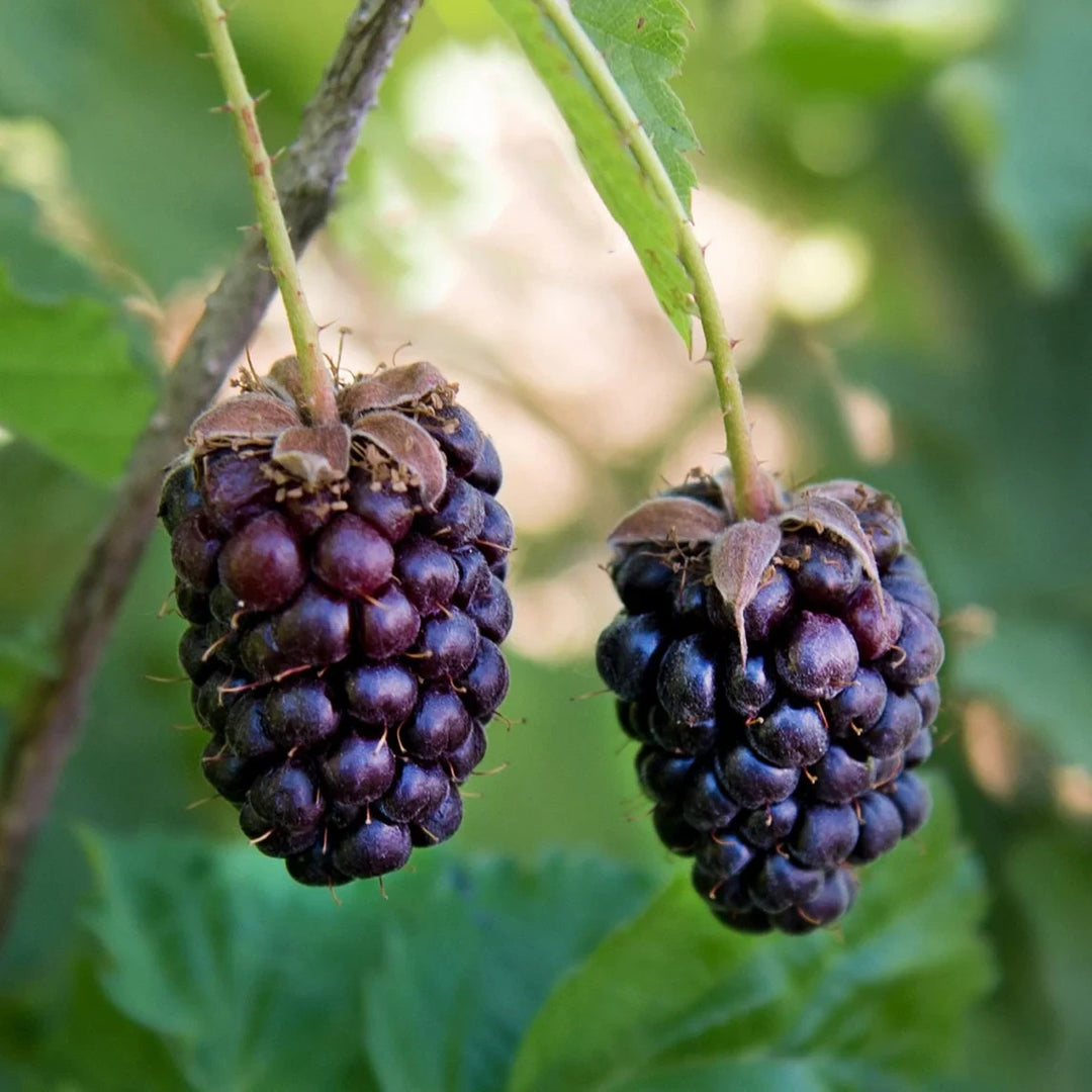 PIANTA DI BOYSENBERRY in vaso 18 (foto reale)