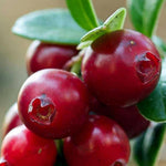 Carica immagine nel visualizzatore Galleria, PIANTA DI MIRTILLO ROSSO CRANBERRY PILGRIM in vaso 16/18