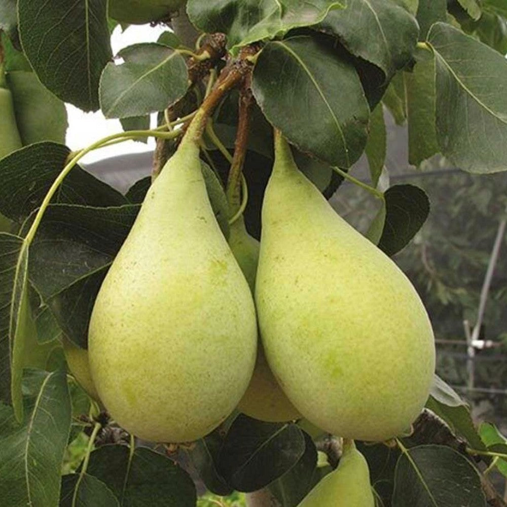 PIANTA DA FRUTTO PERO SPADONA D'ESTATE in vaso 20 età 2/3 anni (foto reali)