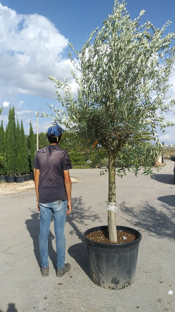 PIANTA DI ULIVO  IN VASO CM 60  (foto reale) altezza 160/180 cm