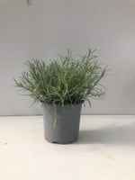 Carica immagine nel visualizzatore Galleria, HELICHRYSUM ITALICUM in vaso 14 cm