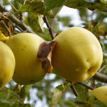 Carica immagine nel visualizzatore Galleria, PIANTA DA FRUTTO MELO GOLDEN DELICIOUS in vaso 20 età 2/3 anni (foto reali)