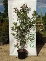 Carica immagine nel visualizzatore Galleria, PIANTA DI PHOTINIA IN VASO 30 CM ALTEZZA 180/190 CM per siepe