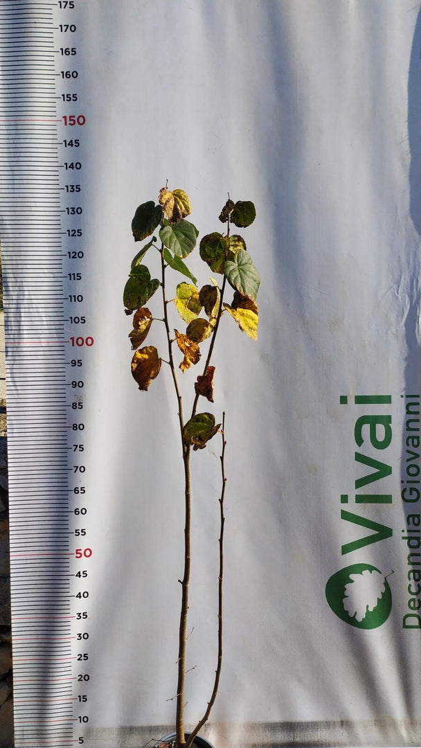 PIANTA DI TILIA CORDATA IN VASO 18 CM TIGLIO