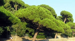 Carica immagine nel visualizzatore Galleria, PIANTA DI PINUS PINEA IN VASO 18 CMPINO DA PINOLI