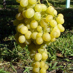 Carica immagine nel visualizzatore Galleria, PIANTA DA FRUTTO UVA MATILDE BIANCA in vaso età 2/3 anni (foto reali)