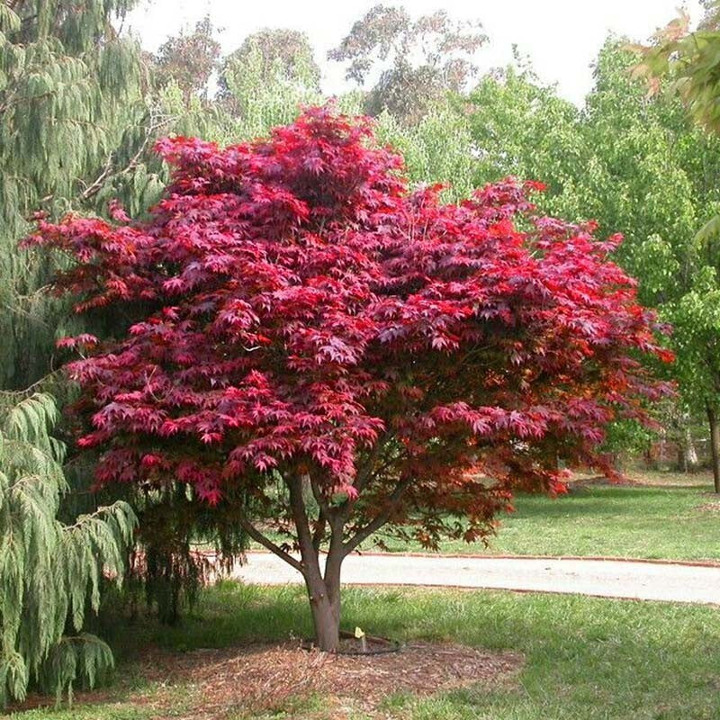 PIANTA DI ACER PALMATUM  IN VASO 16X16 CM ALTEZZA 180/200 CM  (foto reali)