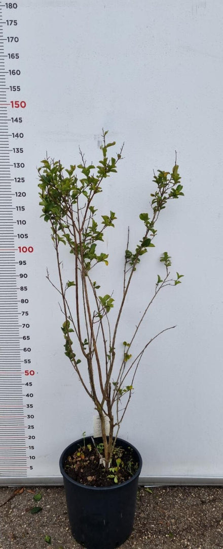 PIANTA DI LAGERSTROEMIA INDICA IN VASO 26 H 120 (foto reali) MIRTO CRESPO