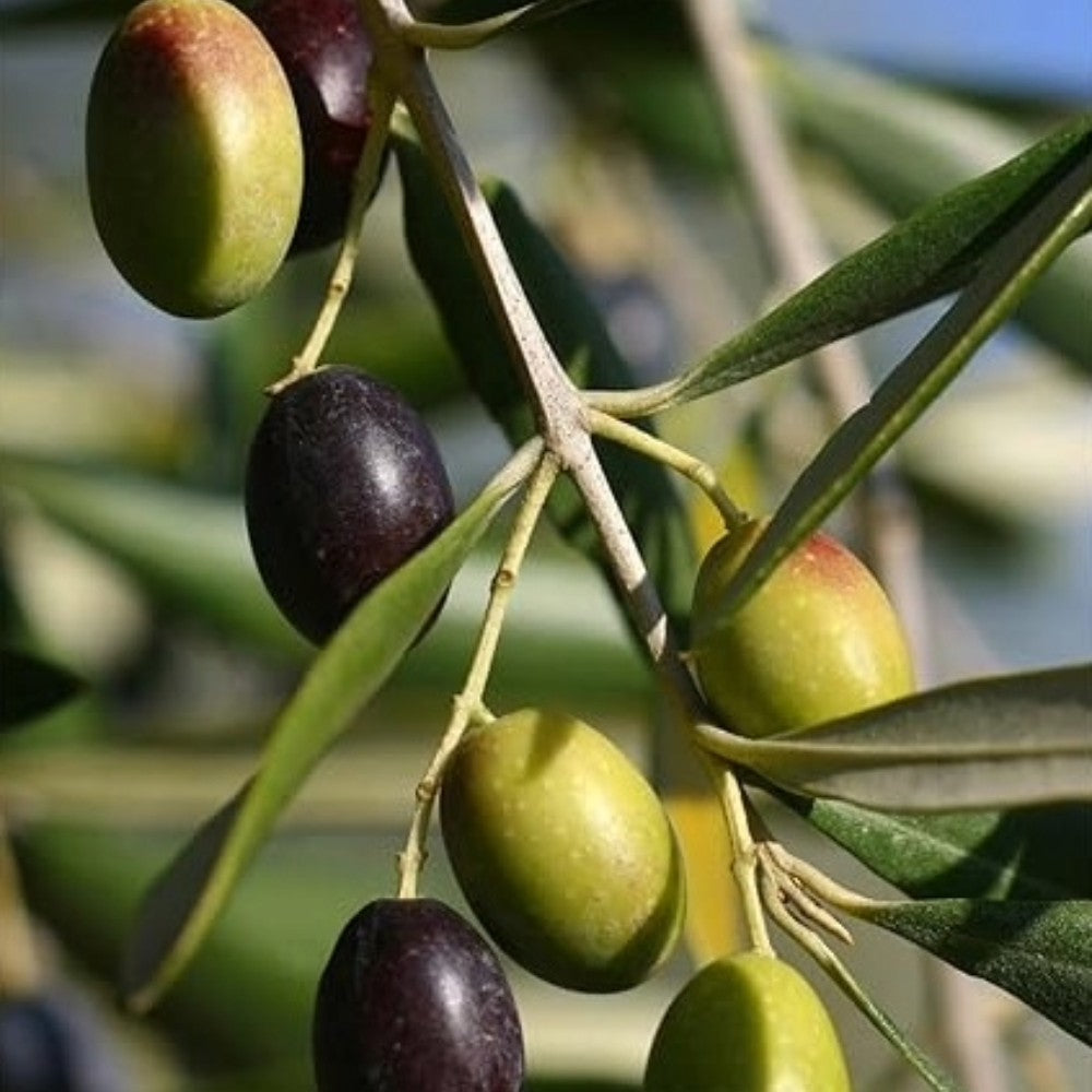 PIANTA DI ULIVO KORONEIKI in vaso 20/fitocella - età 2/3 anni