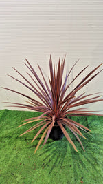 Carica immagine nel visualizzatore Galleria, PIANTA DI CORDYLINE AUSTRALIS RED HEART in vaso 21 (foto reali)