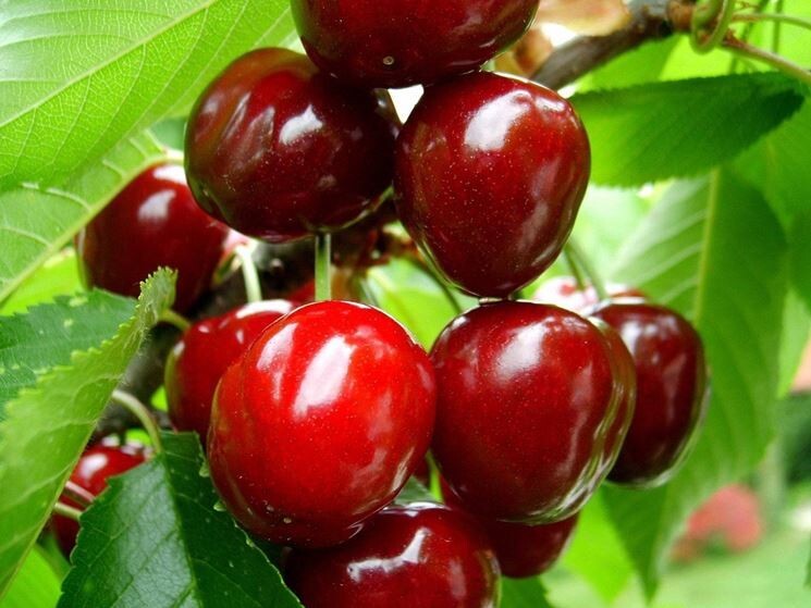 PIANTA DI PRUNUS AVIUM IN VASO 18 CM CILIEGIO