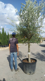 Carica immagine nel visualizzatore Galleria, PIANTA DI ULIVO  IN VASO CM 60  (foto reale) altezza 160/180 cm