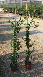Carica immagine nel visualizzatore Galleria, N.3 PIANTE RINCOSPERMUM JASMINOIDES GELSOMINO ALT. 100 cm (foto reali)PROFUMAT