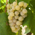 Carica immagine nel visualizzatore Galleria, PIANTA DA FRUTTO UVA MOSCATO BIANCO  in vaso età 2/3 anni (foto reali)