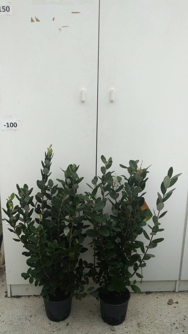 PIANTA DI FEIJOA IN VASO 18 altezza cm 50/60 cm  ACCA SELLOWIANA