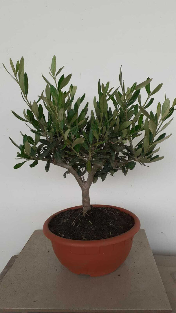 PIANTA DI ULIVO BONSAI CIOTOLA 20 CM ALTEZZA 25/30 CM