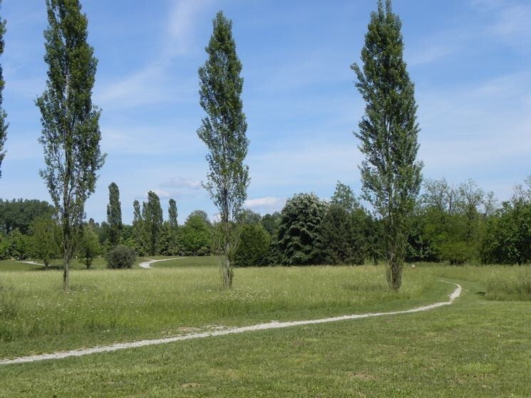 PIANTA DI POPULUS NIGRA IN VASO 18 CM (foto reale) PIOPPO NERO