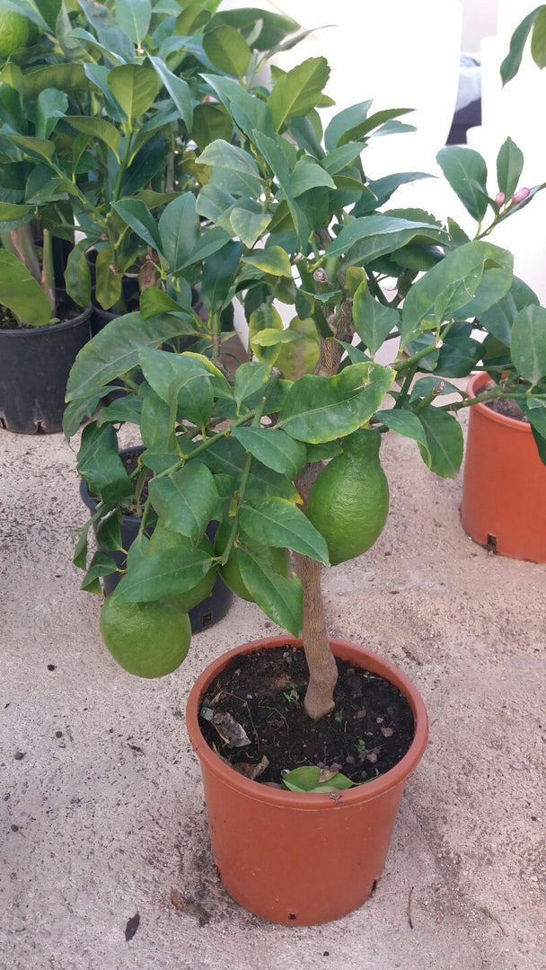 PIANTA DI LIMONE 4 STAGIONI NANO in vaso 20 (foto reali)