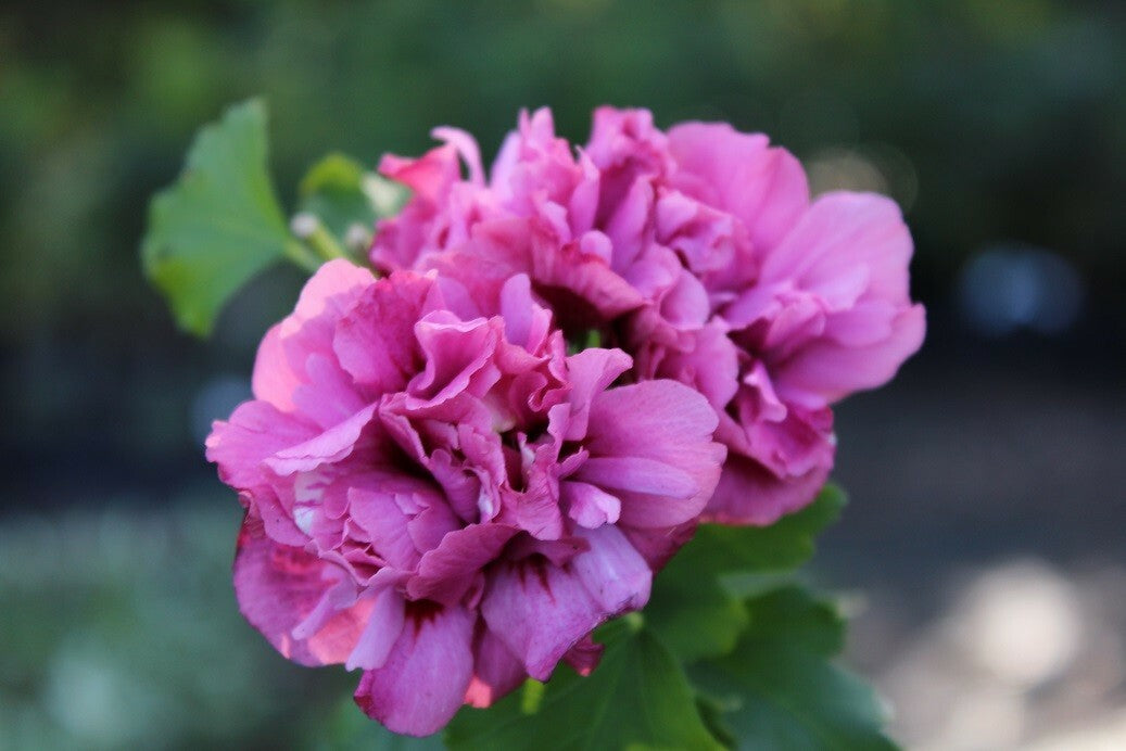 PIANTA DI HIBISCUS SYRIACUS VASO 16 ALTEZZA 30/40 cm COLORI MIX