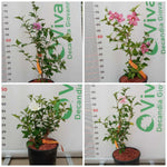 Carica immagine nel visualizzatore Galleria, PIANTA DI HIBISCUS SYRIACUS IN VASO 20 CM VARIETA' MIX