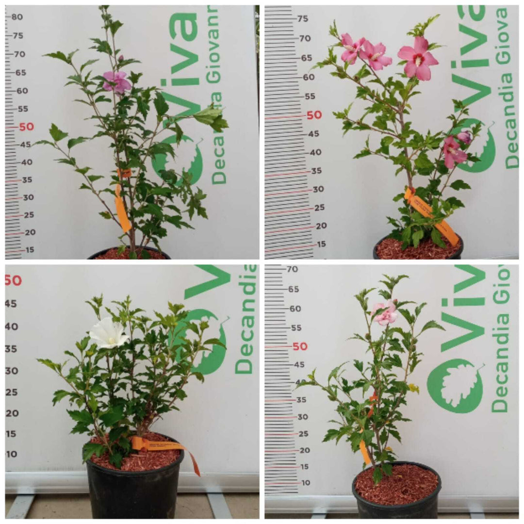 PIANTA DI HIBISCUS SYRIACUS IN VASO 20 CM VARIETA' MIX