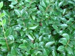 Carica immagine nel visualizzatore Galleria, PIANTA DI LIGUSTRUM JONANDDRUM IN VASO ALBERELLO DUE SFERE LIGUSTRO