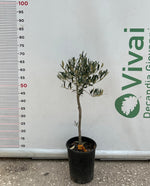 Carica immagine nel visualizzatore Galleria, PIANTA DI ULIVO ORNAMENTALE  AD ALBERELLO VASO 16 CM (foto reale) pre bonsai