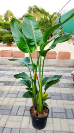 Carica immagine nel visualizzatore Galleria, PIANTA DI STRELITZIA AUGUSTA  VASO 24 ALTEZZA 120/130cm (foto reali) DA INTERNO