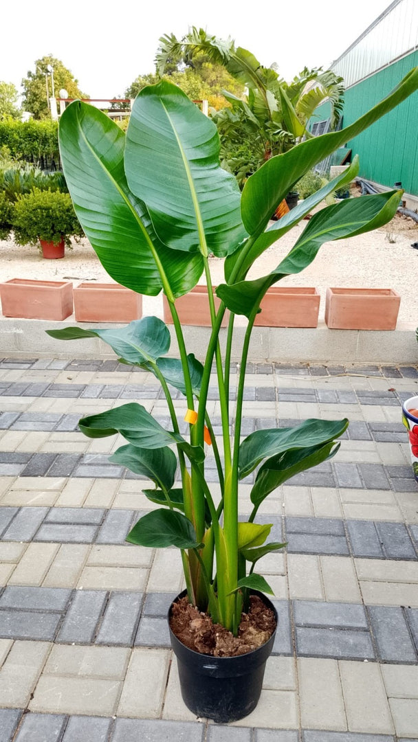 PIANTA DI STRELITZIA AUGUSTA  VASO 24 ALTEZZA 120/130cm (foto reali) DA INTERNO