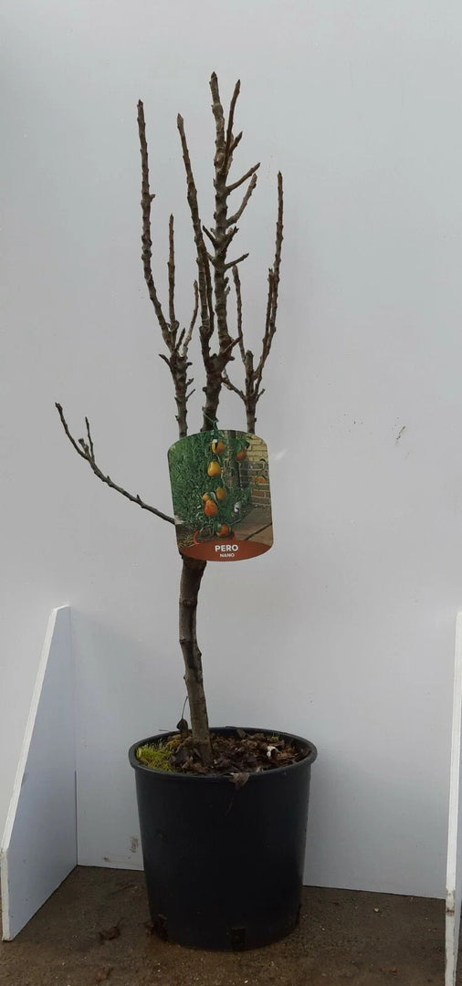 PIANTA DA FRUTTO PERO NANO in vaso 20/24 (foto reali)